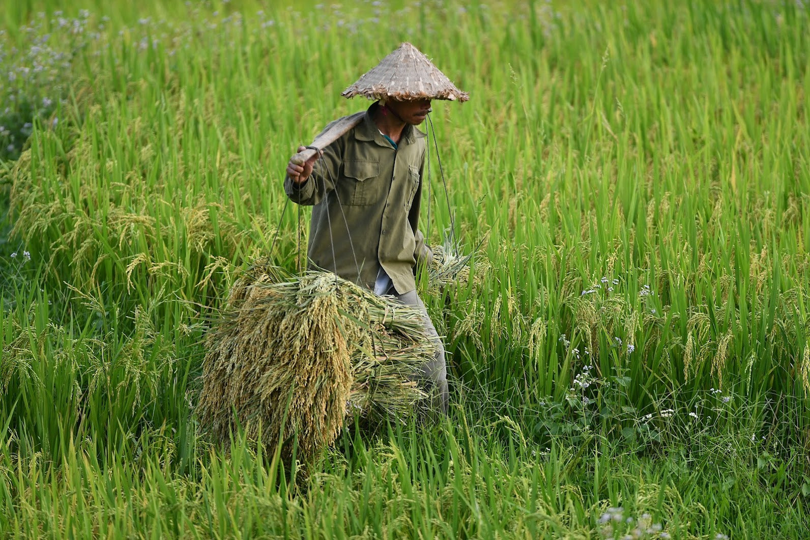  Ấn Độ cấm xuất khẩu gạo, Bộ Công Thương khuyến nghị khẩn