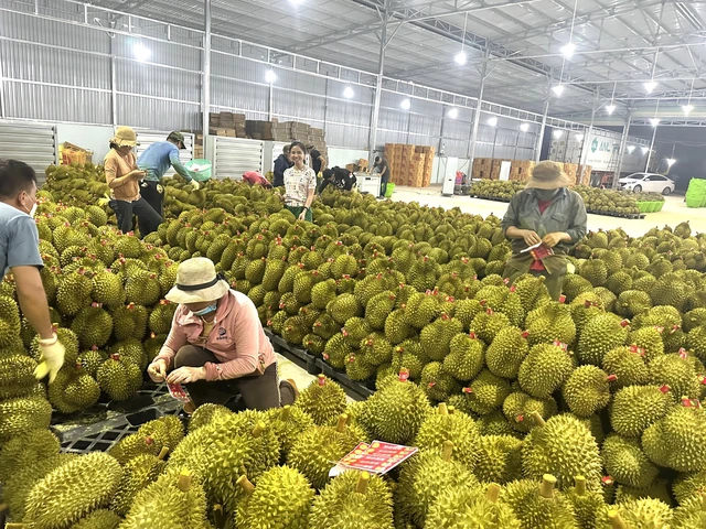  Doanh nghiệp Trung Quốc mua từ khi ra hoa, “ăn ngủ” tại vựa sầu riêng