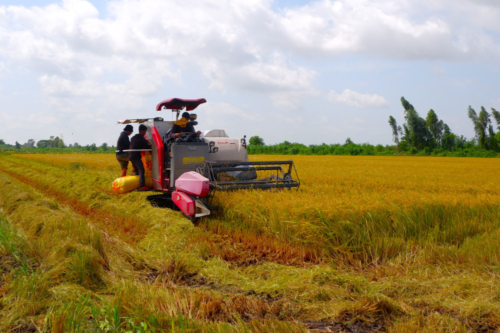  Nông dân tiếc nuối vì bán ‘lúa non’